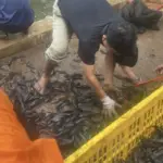 Respons Kritik MUI, Pemkot Jaksel Ubah Metode Pemusnahan Ikan Sapu-sapu dengan Cara Ini