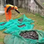 Diusulkan MUI, Pemanfaatan Ikan Sapu-sapu Jadi Pakan Ternak Dinilai Berisiko