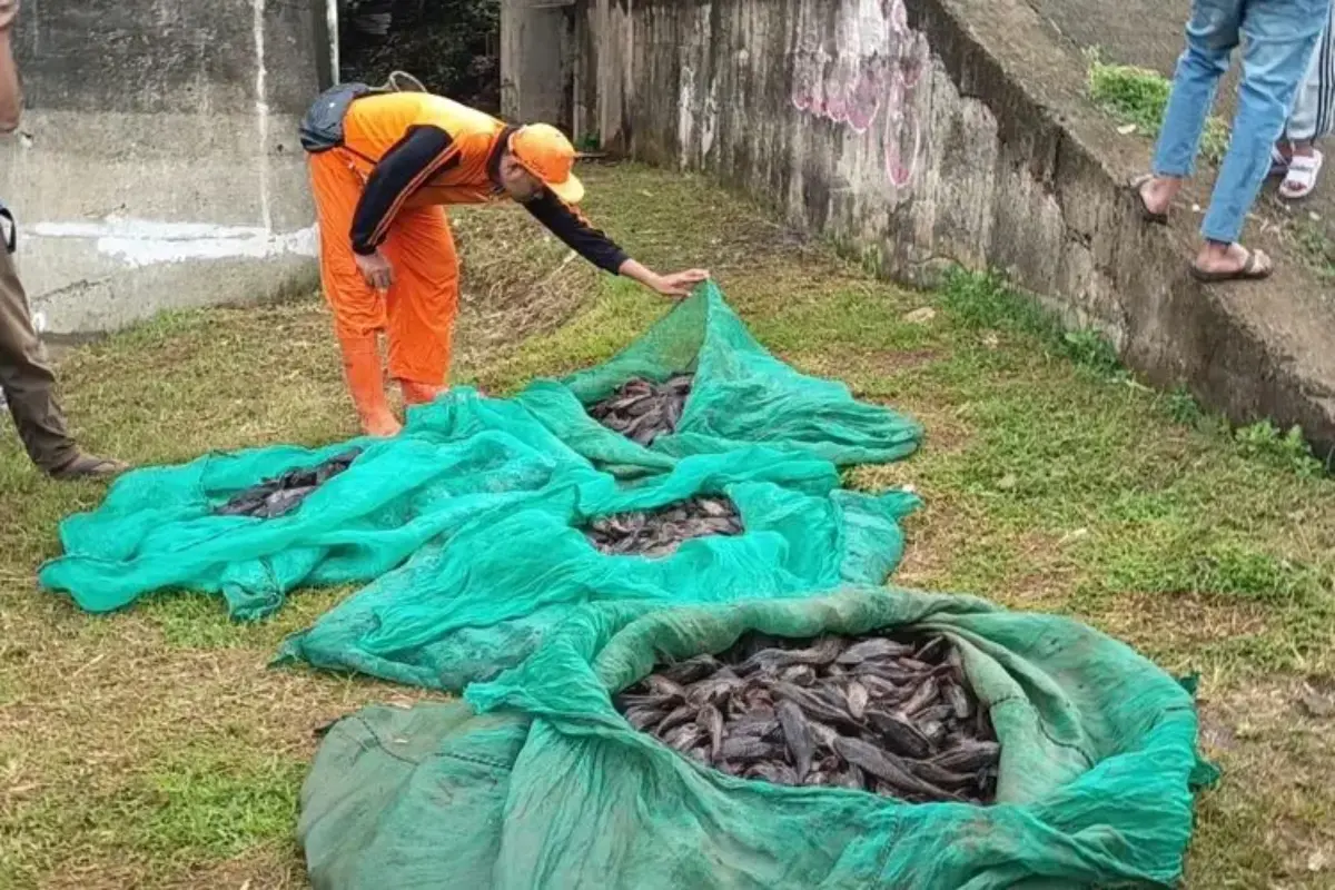 Dilema Pemberantasan Ikan Sapu Sapu Di Indonesia