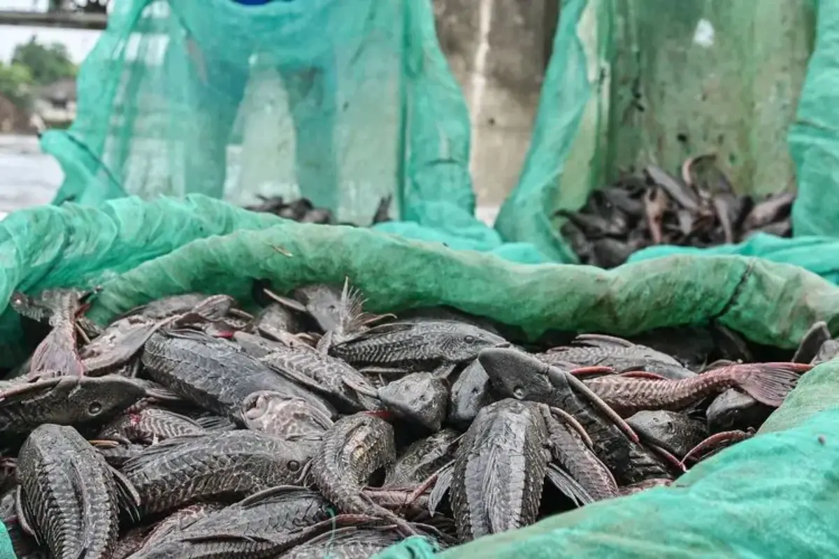 Pakar Ipb: Kerugian Tahunan Invasi Ikan Sapu Sapu Di Ri Capai Rp 2,72 Triliun