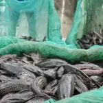 Pakar BRIN Ingatkan Risiko Bioakumulasi Logam Berat pada Ikan Sapu-sapu Jakarta