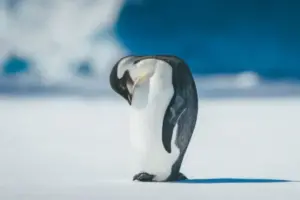 Penguin Kaisar Antartika Kini Berstatus Terancam Punah karena Perubahan Iklim, 9 Tahun Populasinya Turun 10 Persen