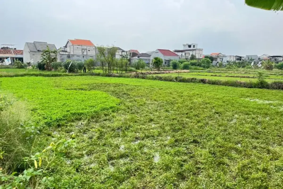 Dari Tanaman Gulma Jadi Komoditas, Kisah Budidaya Semanggi di Kampung Semanggi Surabaya