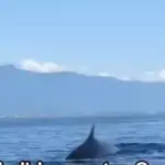 Viral Kemunculan Paus Minke di Bali, Peneliti Ungkap Penyebabnya