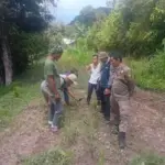 Harimau Sumatera Teror Permukiman di Solok, Gesekkan Badan ke Dinding Rumah, 3 Anjing Jadi Korban