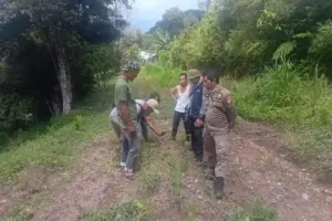 Harimau Sumatera Teror Permukiman di Solok, Gesekkan Badan ke Dinding Rumah, 3 Anjing Jadi Korban