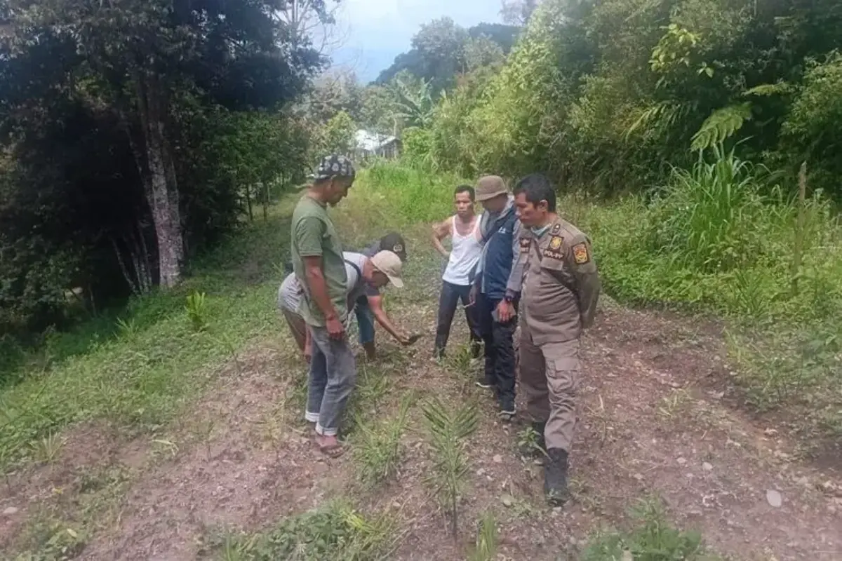 Harimau Sumatera Teror Permukiman di Solok, Gesekkan Badan ke Dinding Rumah, 3 Anjing Jadi Korban