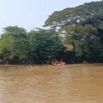 Diam-diam Mendominasi, Ikan Sapu-sapu Disebut “Bersarang” di Kali Bekasi