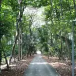 Asrinya Hutan Kota Rawa Malang Jakut, tapi Akses Jalan Sulit