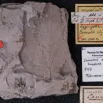 Fosil Ganja Tertua di Dunia Ditemukan: Berusia 56 Juta Tahun, Jauh Sebelum Ada Manusia