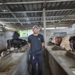 Beternak di Tengah Kota, Warga Cilincing Jakut Sulap Garasi Jadi Kandang Sapi