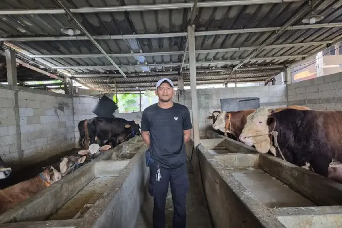 Beternak di Tengah Kota, Warga Cilincing Jakut Sulap Garasi Jadi Kandang Sapi