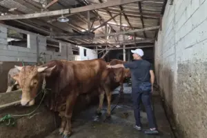 Bolehkah Beternak Sapi di Permukiman Padat Jakarta? Ini Aturan dan Risikonya