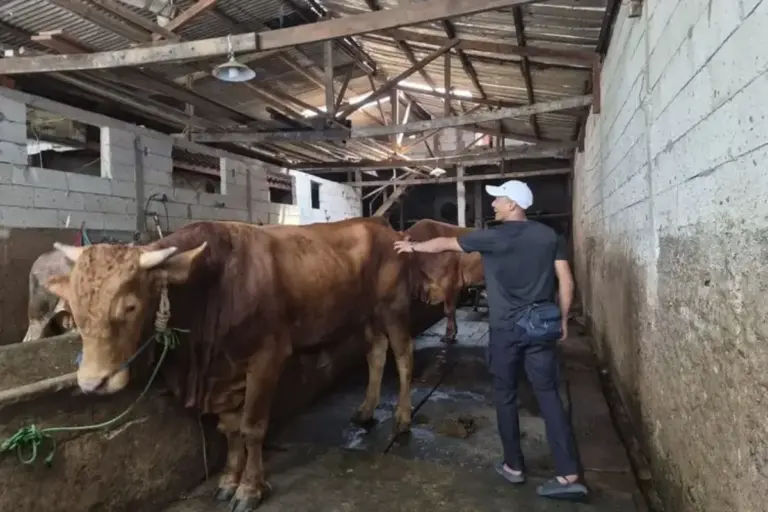 Bolehkah Beternak Sapi di Permukiman Padat Jakarta? Ini Aturan dan Risikonya