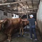 Tips Beternak Sapi di Permukiman Padat Jakarta, dari Garasi Rumah hingga Omzet Miliaran