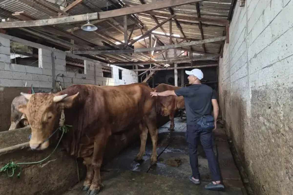 Tips Beternak Sapi di Permukiman Padat Jakarta, dari Garasi Rumah hingga Omzet Miliaran