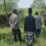 Pencurian Sapi Jelang Idul Adha Meresahkan, Polisi Tangkap Dua Pelaku