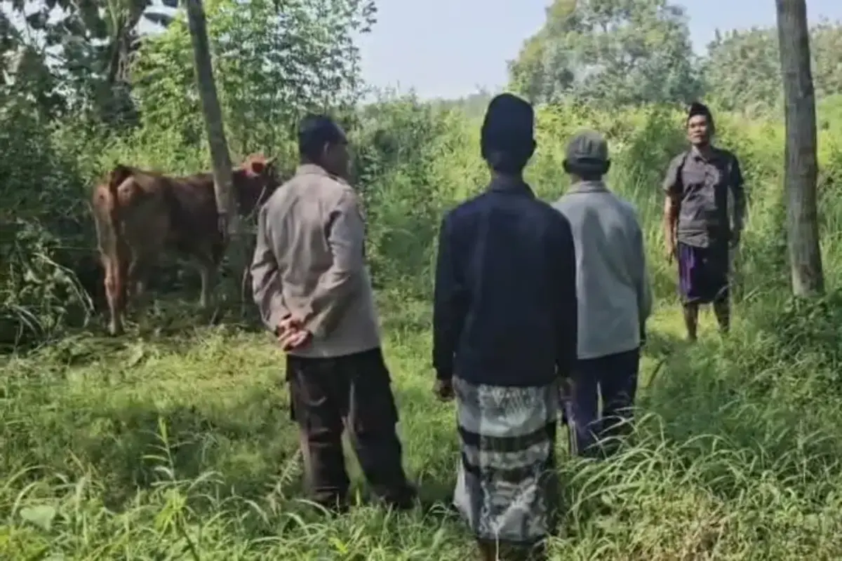 Pencurian Sapi Jelang Idul Adha Meresahkan, Polisi Tangkap Dua Pelaku