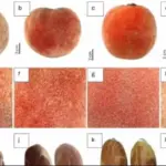 BRIN Temukan Subspesies Baru Buah Bisbul Asli Papua