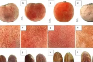 BRIN Temukan Subspesies Baru Buah Bisbul Asli Papua