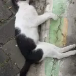 Viral, 8 Kucing Mati Mendadak di Malang, Diduga Keracunan