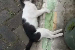 Viral, 8 Kucing Mati Mendadak di Malang, Diduga Keracunan