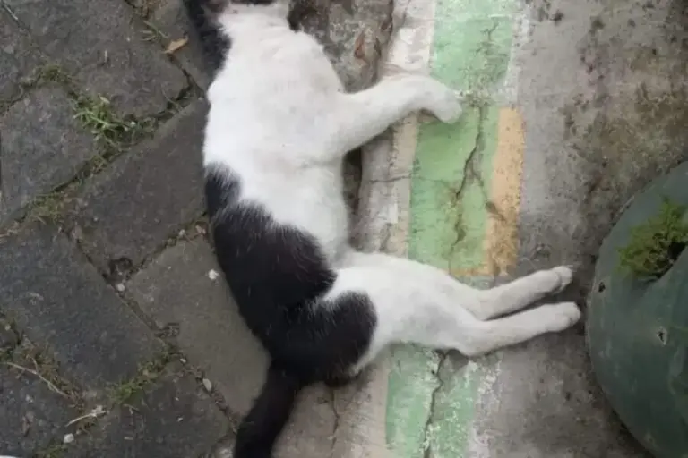 Viral, 8 Kucing Mati Mendadak di Malang, Diduga Keracunan