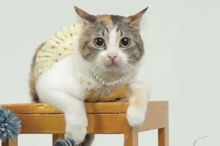 Tren Seleb Pet Dinilai Positif, Asal Tak Abaikan Kesejahteraan Hewan