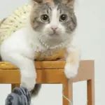 Cerita Neng Molen, Kucing Jalanan yang Kini Jadi “Selebcing” di Medsos