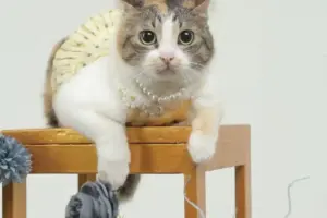 Cerita Neng Molen, Kucing Jalanan yang Kini Jadi “Selebcing” di Medsos