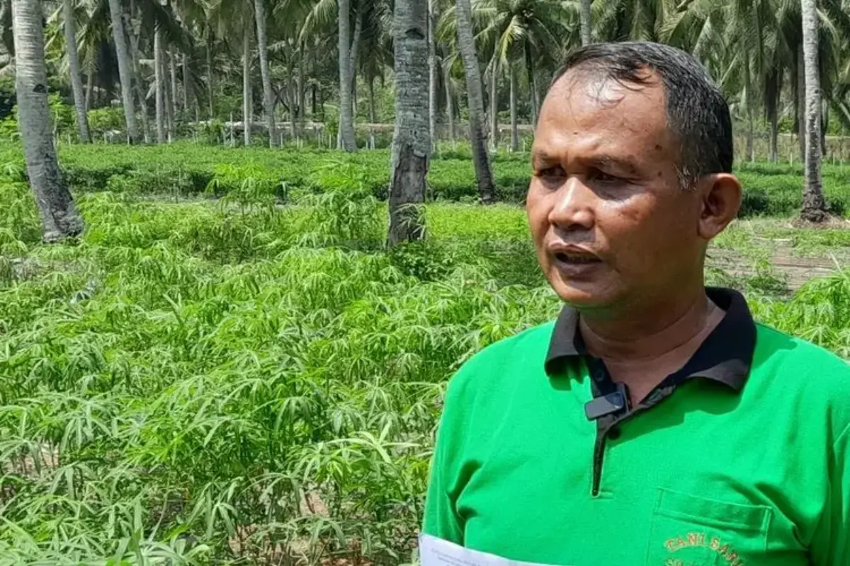 Setia Menanam Singkong, Ahmad Bertahan Di Tengah Ancaman Kehilangan Lahan