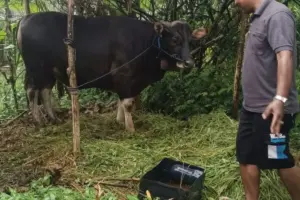 Permintaan Sapi Kurban Asal Bali Melonjak Jelang Idul Adha, Pedagang Minta Tambah Kuota Pengiriman