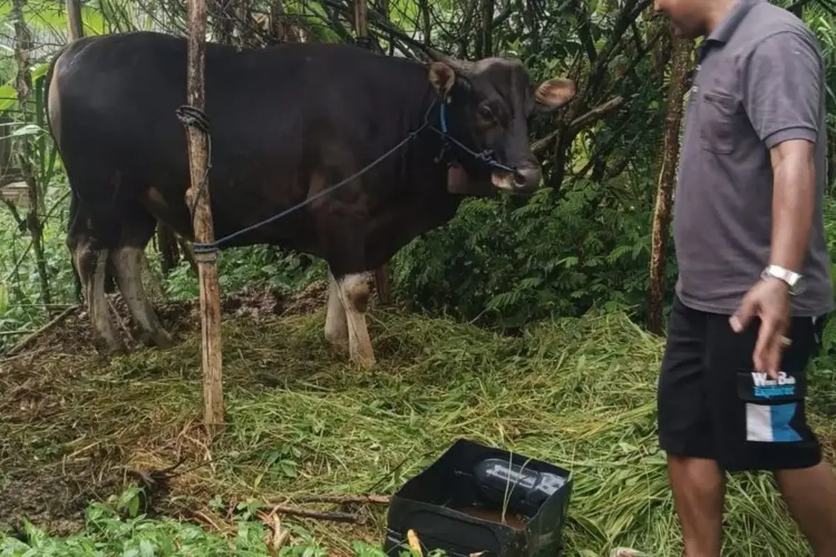 Permintaan Sapi Kurban Asal Bali Melonjak Jelang Idul Adha, Pedagang Minta Tambah Kuota Pengiriman