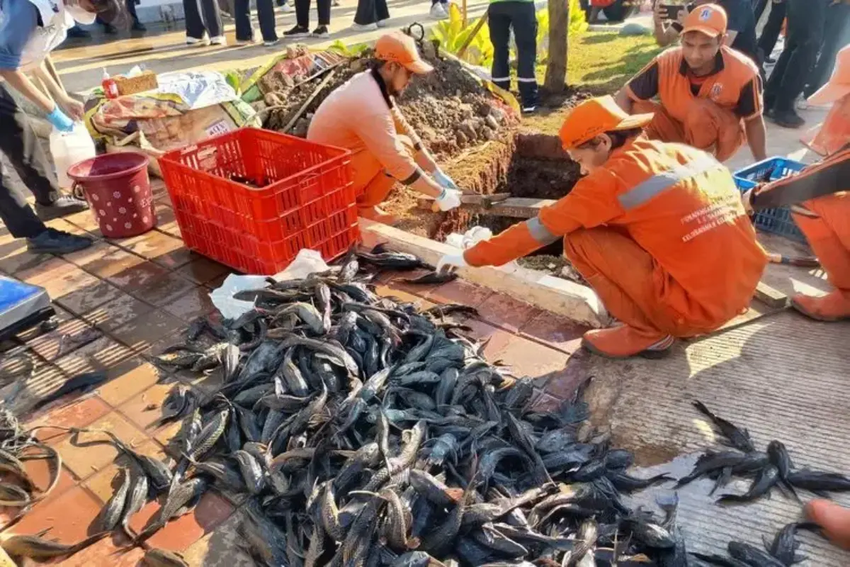 Kembali Musnahkan Ikan Sapu Sapu Di Ciracas, Pemkot Jaktim: Sudah Dimatikan, Baru Dikubur