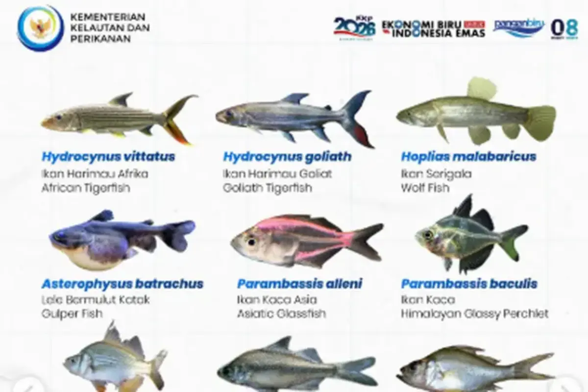 Selain Ikan Sapu Sapu, Ini Daftar 75 Spesies Ikan Yang Dilarang Di Indonesia, Apa Saja?