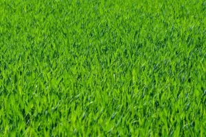Panduan Menanam dan Merawat Rumput Jepang agar Tetap Hijau
