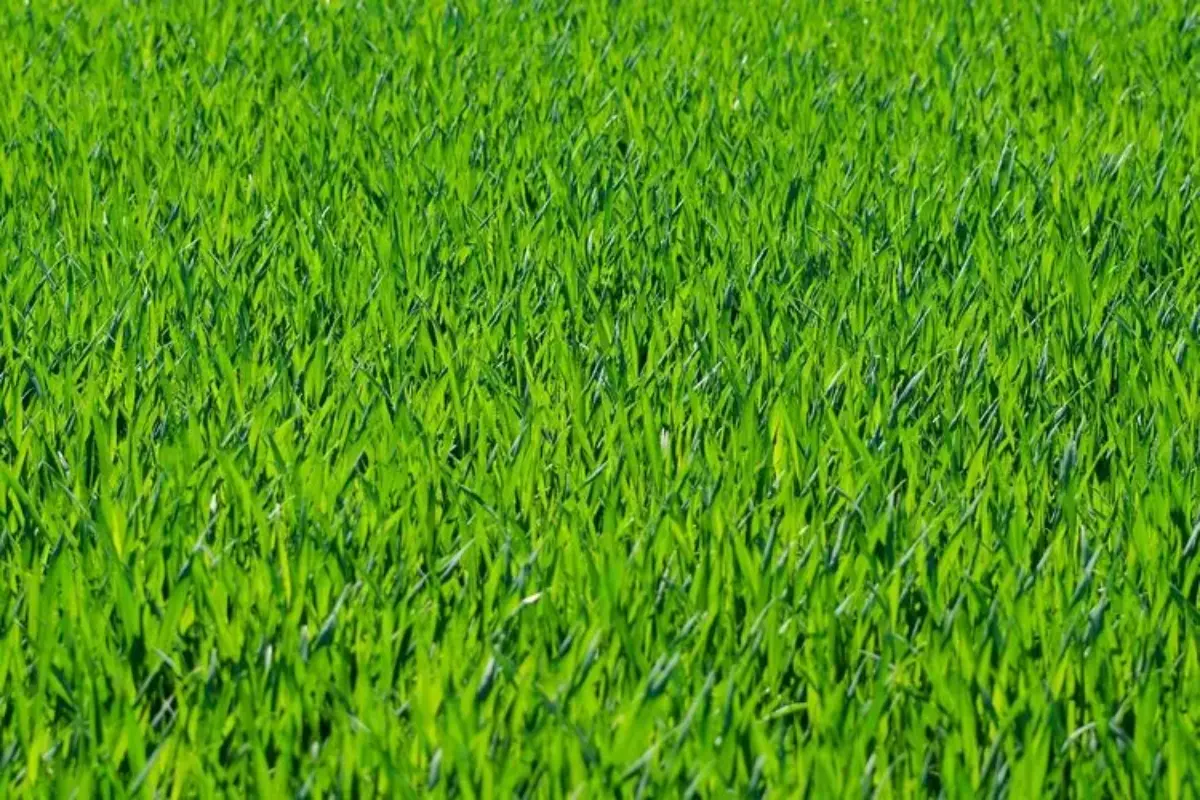 Panduan Menanam Dan Merawat Rumput Jepang Agar Tetap Hijau