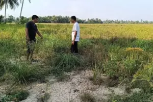 Puluhan Hektare Lahan Sawah Tidak Digarap Petani Aceh Utara, Terkendala Lumpur Banjir dan Irigasi