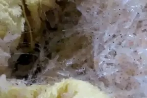 Pakai Modus Handuk Basah, Penyelundup Benih Lobster Senilai Rp 1 Miliar Diciduk di Bandara Juanda