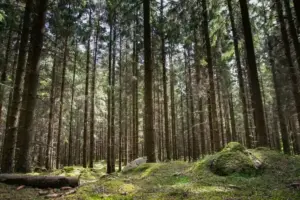 5 Wisata Hutan Pinus di Malang Raya untuk Liburan Sejuk
