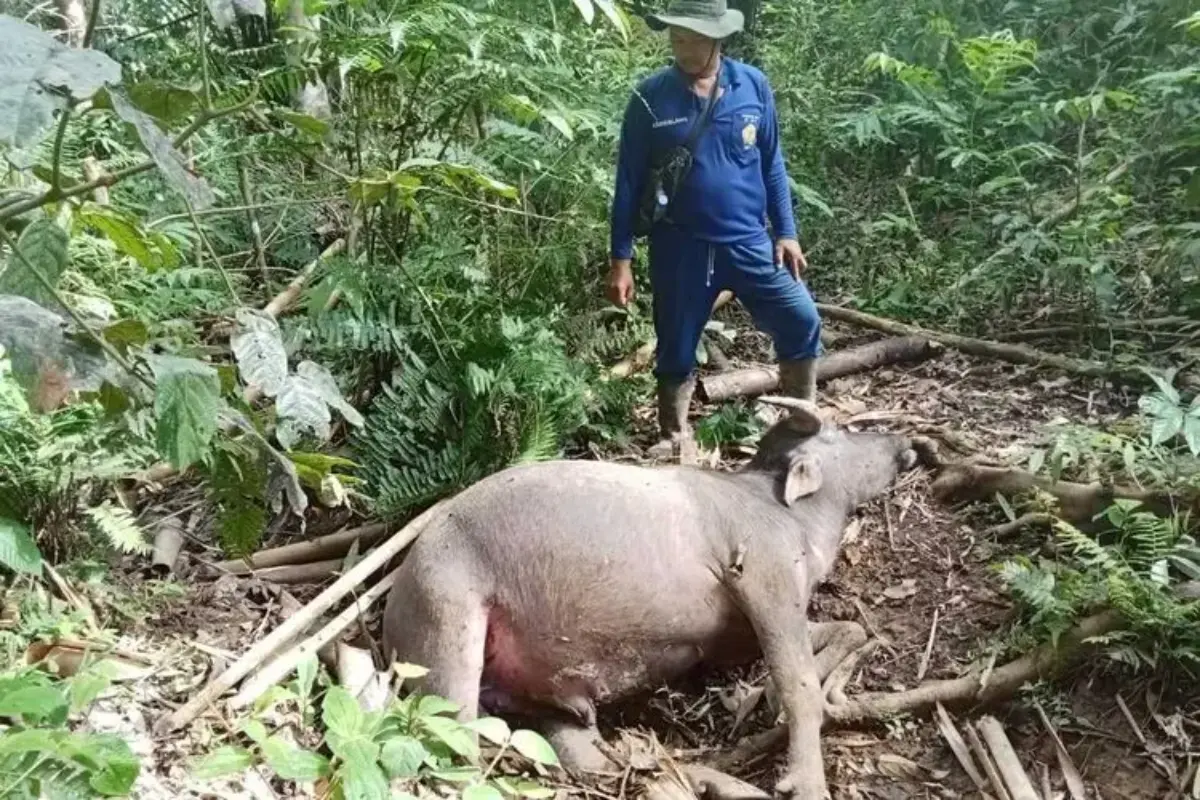 Harimau Diduga Masuk Ke Pemukiman Warga Muratara, 8 Kerbau Mati Dimangsa